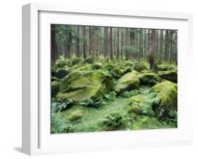 Mossy Rocks, Reserve Forest, Manali, Himachal Pradesh State, India-Jochen Schlenker-Framed Photographic Print