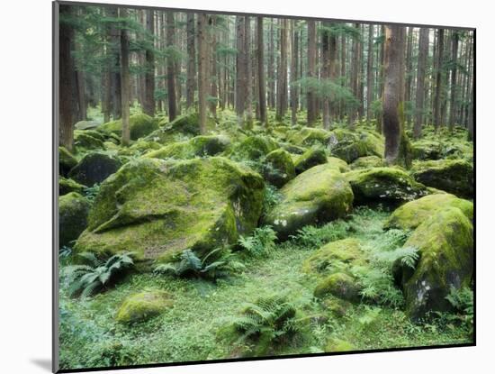 Mossy Rocks, Reserve Forest, Manali, Himachal Pradesh State, India-Jochen Schlenker-Mounted Photographic Print