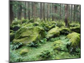 Mossy Rocks, Reserve Forest, Manali, Himachal Pradesh State, India-Jochen Schlenker-Mounted Photographic Print