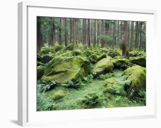 Mossy Rocks, Reserve Forest, Manali, Himachal Pradesh State, India-Jochen Schlenker-Framed Photographic Print