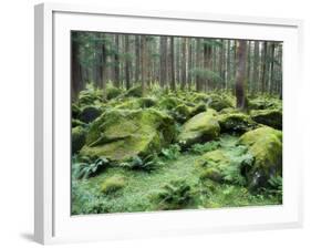 Mossy Rocks, Reserve Forest, Manali, Himachal Pradesh State, India-Jochen Schlenker-Framed Photographic Print