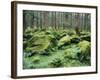 Mossy Rocks, Reserve Forest, Manali, Himachal Pradesh State, India-Jochen Schlenker-Framed Photographic Print