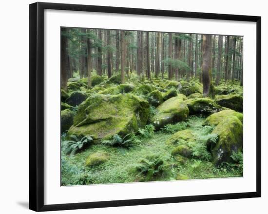 Mossy Rocks, Reserve Forest, Manali, Himachal Pradesh State, India-Jochen Schlenker-Framed Photographic Print