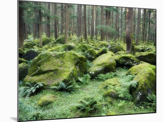 Mossy Rocks, Reserve Forest, Manali, Himachal Pradesh State, India-Jochen Schlenker-Mounted Photographic Print