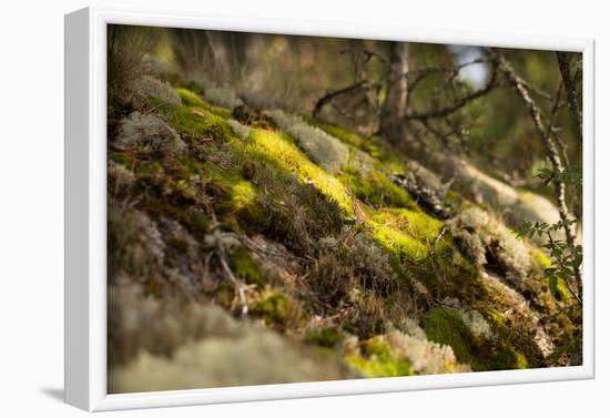 Mossy rocky with sun rays in the forest-Paivi Vikstrom-Framed Photographic Print