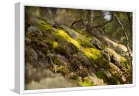 Mossy rocky with sun rays in the forest-Paivi Vikstrom-Framed Photographic Print