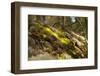 Mossy rocky with sun rays in the forest-Paivi Vikstrom-Framed Photographic Print