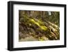 Mossy rocky with sun rays in the forest-Paivi Vikstrom-Framed Photographic Print