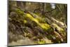 Mossy rocky with sun rays in the forest-Paivi Vikstrom-Mounted Photographic Print