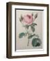 Mossy Rose-Pierre-Joseph Redoute-Framed Art Print