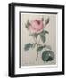 Mossy Rose-Pierre-Joseph Redoute-Framed Art Print