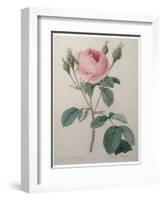 Mossy Rose-Pierre-Joseph Redoute-Framed Art Print