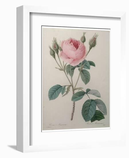 Mossy Rose-Pierre-Joseph Redoute-Framed Art Print