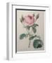 Mossy Rose-Pierre-Joseph Redoute-Framed Art Print