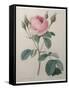 Mossy Rose-Pierre-Joseph Redoute-Framed Stretched Canvas