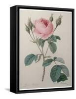 Mossy Rose-Pierre-Joseph Redoute-Framed Stretched Canvas