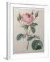 Mossy Rose-Pierre-Joseph Redoute-Framed Art Print