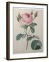 Mossy Rose-Pierre-Joseph Redoute-Framed Art Print