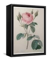 Mossy Rose-Pierre-Joseph Redoute-Framed Stretched Canvas