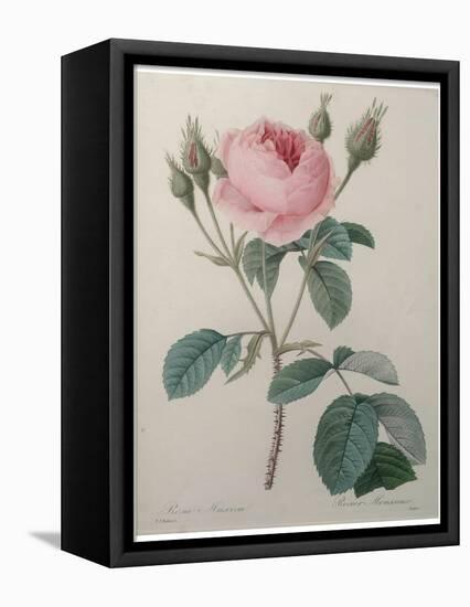 Mossy Rose-Pierre-Joseph Redoute-Framed Stretched Canvas