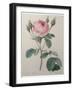 Mossy Rose-Pierre-Joseph Redoute-Framed Art Print