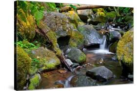 Mossy Stream-Michael Broom-Stretched Canvas