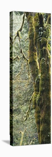 Mossy Tree Trunk, Olympic National Forest, Olympic National Park, Washington, USA-Paul Souders-Stretched Canvas