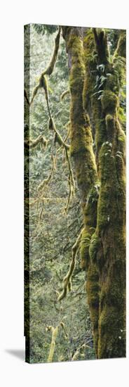 Mossy Tree Trunk, Olympic National Forest, Olympic National Park, Washington, USA-Paul Souders-Stretched Canvas