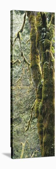 Mossy Tree Trunk, Olympic National Forest, Olympic National Park, Washington, USA-Paul Souders-Stretched Canvas