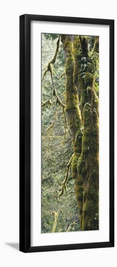 Mossy Tree Trunk, Olympic National Forest, Olympic National Park, Washington, USA-Paul Souders-Framed Photographic Print