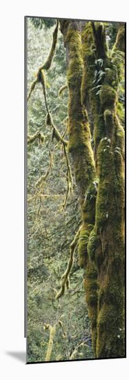 Mossy Tree Trunk, Olympic National Forest, Olympic National Park, Washington, USA-Paul Souders-Mounted Photographic Print