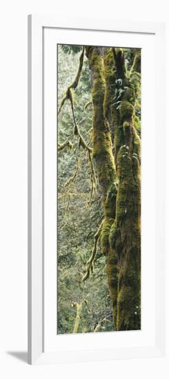 Mossy Tree Trunk, Olympic National Forest, Olympic National Park, Washington, USA-Paul Souders-Framed Photographic Print