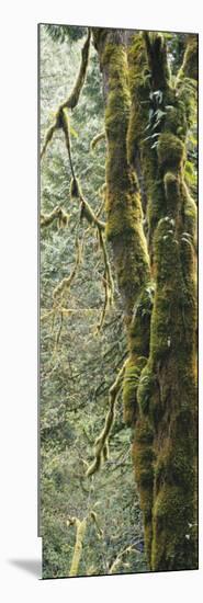 Mossy Tree Trunk, Olympic National Forest, Olympic National Park, Washington, USA-Paul Souders-Mounted Photographic Print