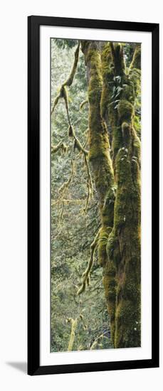 Mossy Tree Trunk, Olympic National Forest, Olympic National Park, Washington, USA-Paul Souders-Framed Photographic Print