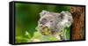 Most Beautiful Australian Koala Bear close up View, Eating Green Leaves-Khan Khan 722-Framed Stretched Canvas