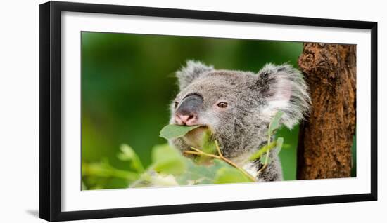 Most Beautiful Australian Koala Bear close up View, Eating Green Leaves-Khan Khan 722-Framed Photographic Print