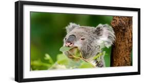 Most Beautiful Australian Koala Bear close up View, Eating Green Leaves-Khan Khan 722-Framed Photographic Print