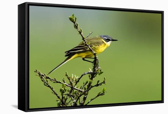 Motacilla flava iberiae/Iberic Spring Bergeronnet/Iberic Bergeronnet/Iberian Yellow Wagtail-null-Framed Stretched Canvas