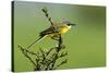 Motacilla flava iberiae/Iberic Spring Bergeronnet/Iberic Bergeronnet/Iberian Yellow Wagtail-null-Stretched Canvas