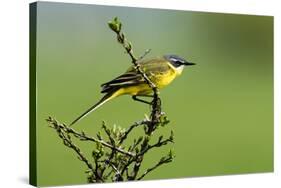 Motacilla flava iberiae/Iberic Spring Bergeronnet/Iberic Bergeronnet/Iberian Yellow Wagtail-null-Stretched Canvas