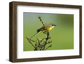 Motacilla flava iberiae/Iberic Spring Bergeronnet/Iberic Bergeronnet/Iberian Yellow Wagtail-null-Framed Photographic Print