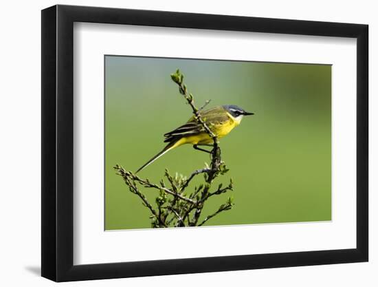 Motacilla flava iberiae/Iberic Spring Bergeronnet/Iberic Bergeronnet/Iberian Yellow Wagtail-null-Framed Photographic Print