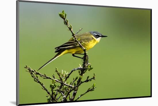 Motacilla flava iberiae/Iberic Spring Bergeronnet/Iberic Bergeronnet/Iberian Yellow Wagtail-null-Mounted Photographic Print