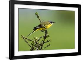 Motacilla flava iberiae/Iberic Spring Bergeronnet/Iberic Bergeronnet/Iberian Yellow Wagtail-null-Framed Photographic Print