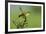 Motacilla flava iberiae/Iberic Spring Bergeronnet/Iberic Bergeronnet/Iberian Yellow Wagtail-null-Framed Photographic Print