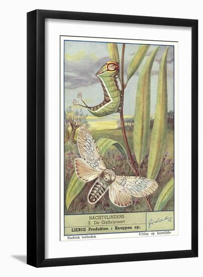 Moth and Caterpillar-null-Framed Art Print