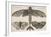 Moth and Three Butterflies-Wenceslaus Hollar-Framed Giclee Print