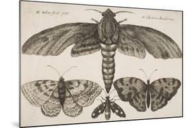 Moth and Three Butterflies-Wenceslaus Hollar-Mounted Giclee Print