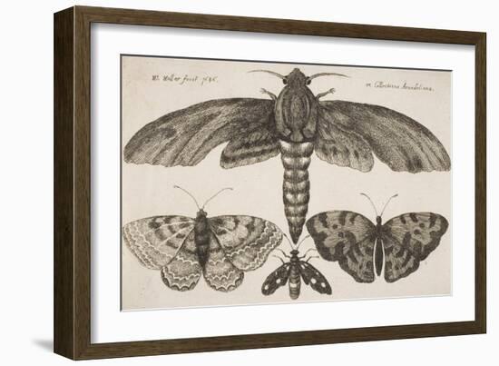 Moth and Three Butterflies-Wenceslaus Hollar-Framed Giclee Print