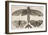 Moth and Three Butterflies-Wenceslaus Hollar-Framed Giclee Print